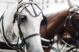 anteojeras solo mirar trump nada mas.jpg