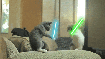 vamos a divertirnos tios somos 8 gatos locos.gif