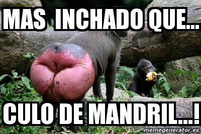culo_de_mandril.jpg