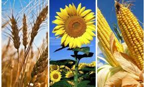 maiz-girasol-trigo-.jpg