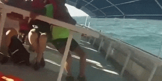 agarrenseeeeee boletereterossss se hundeeee.gif