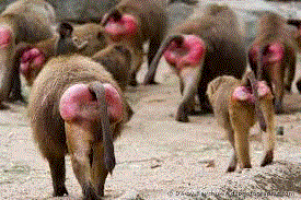 mandril.gif