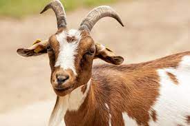 GOAT.jpg