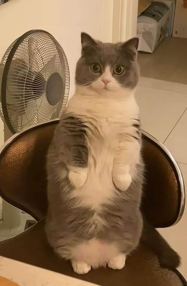 gato-sorprendido.jpg