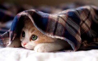 Gato debajo frazada.jpg