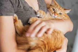 gato en brazos.jpeg