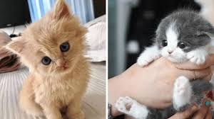 Gatito en la mano.jpeg
