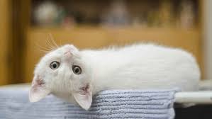 gato blanco.jpeg