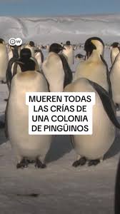 pinguinos.jpeg