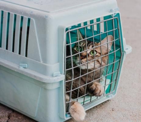 como_atrapar_un_gato_con_comida_25196_2_600~2.jpg