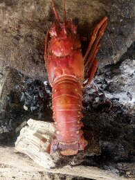 IMG-20191206-WA0003.jpg.jpg