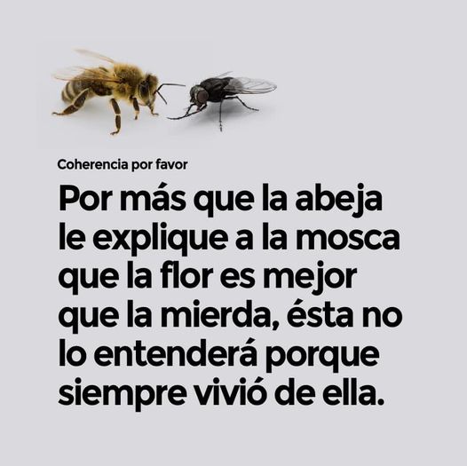 Abeja y mosca.jpg