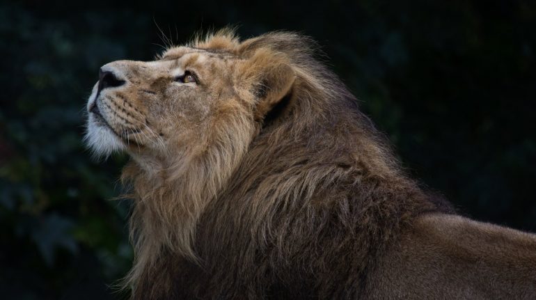 leon-como-es-el-rey-de-la-selva-y-cuales-son-sus-caracteristicas-770x431.jpg