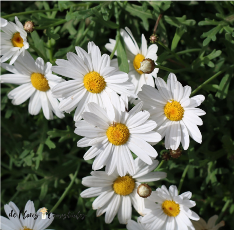 Flor.png