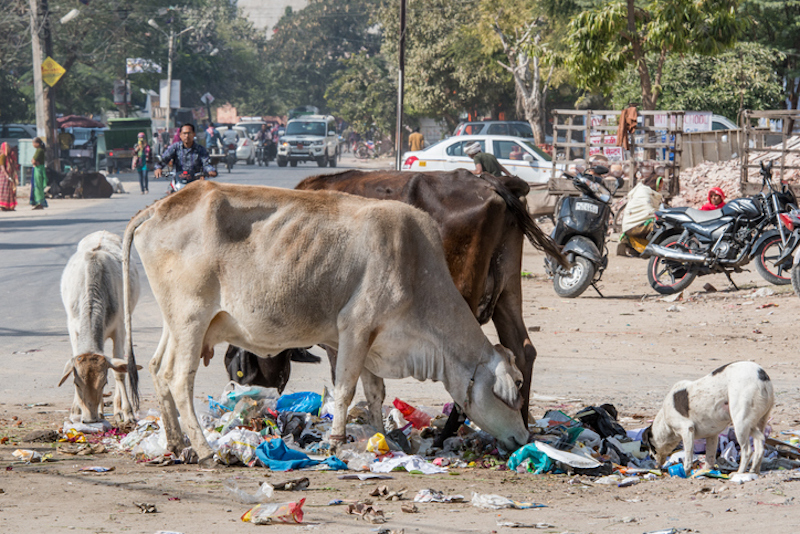 vacas-india2.jpg