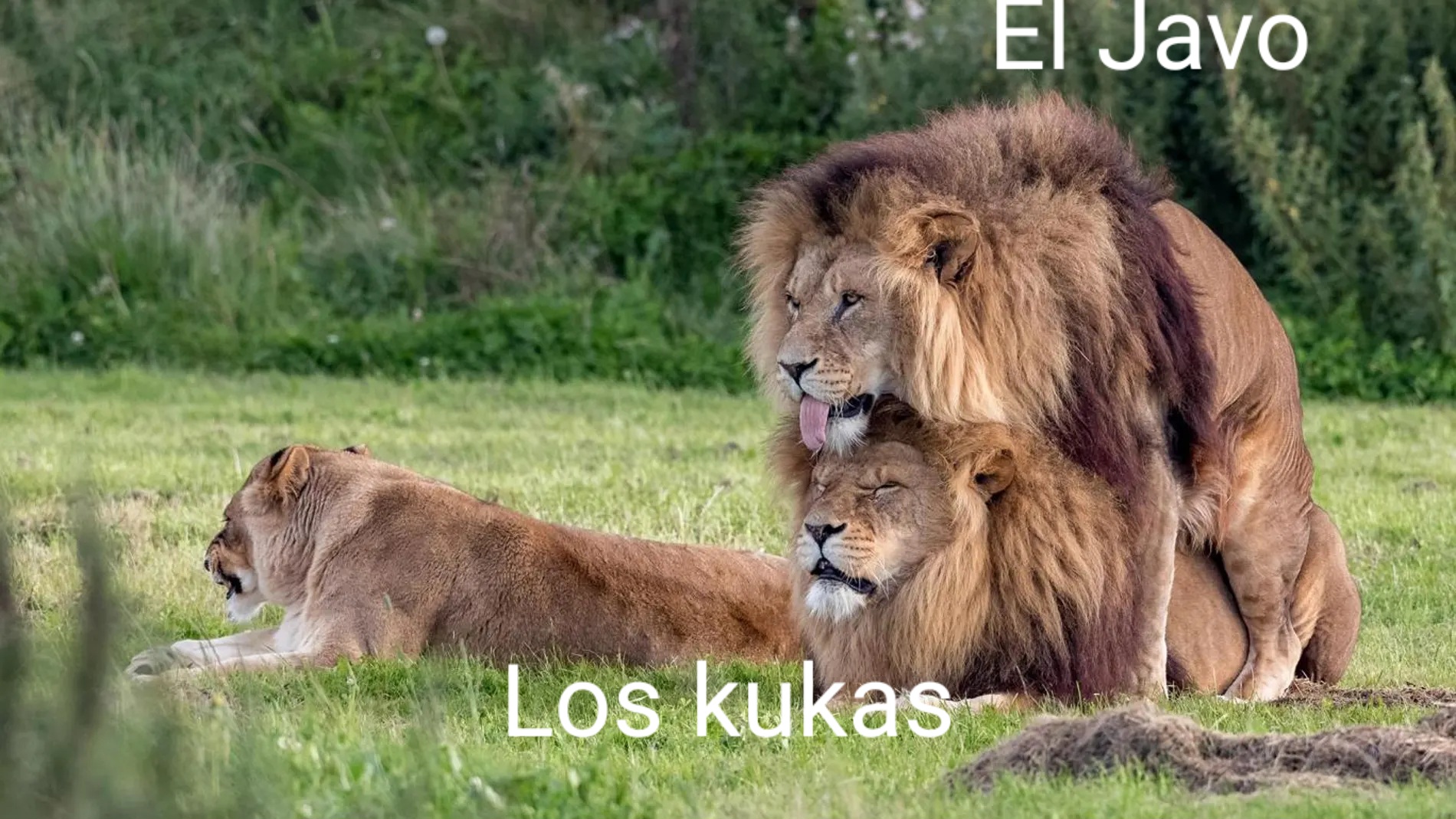 98.jpg