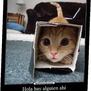 Gato en una caja.jpg