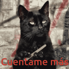 intriga-gatito.gif