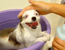 tranquilo melo coton tranquilo.gif