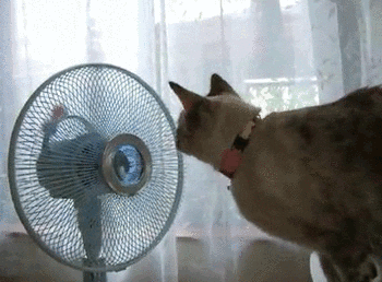 1707045132995.gif