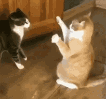 MILEI vs MADURO no me aguntas un round.gif