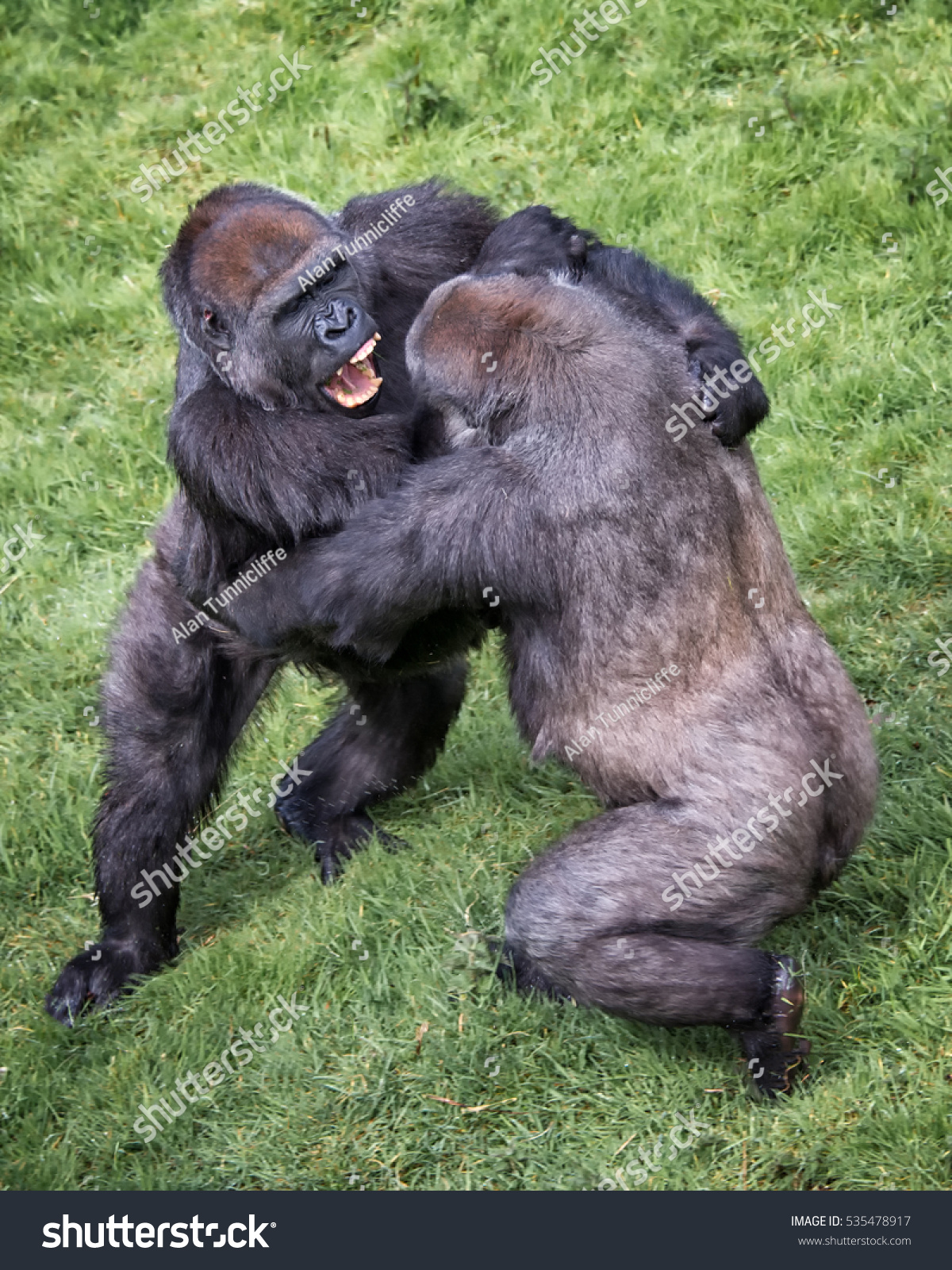 pelea de gorilones.jpg