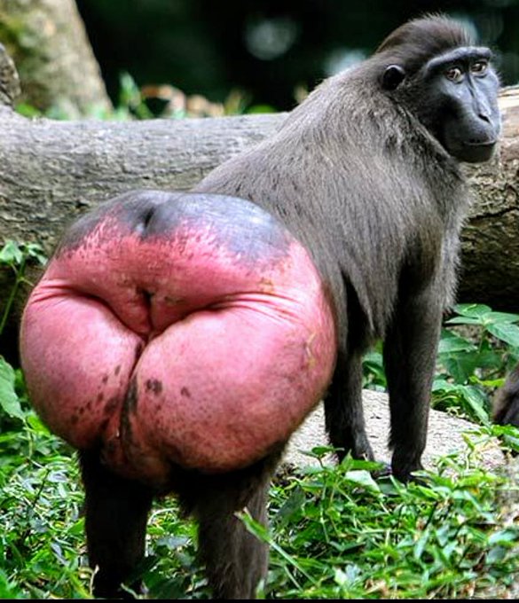Mandril.jpg