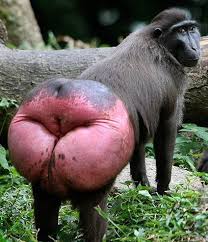 Mandril.jpeg