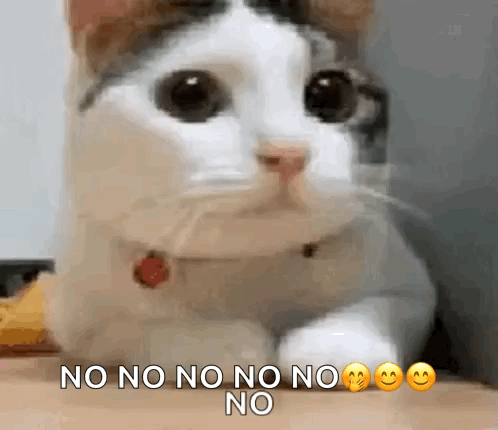 cat-no.png